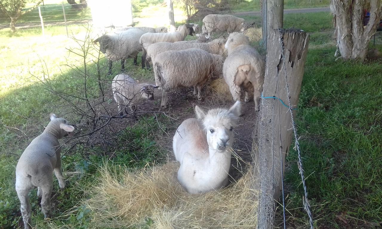 Ripples N Tonic Farmstay Ventnor Bagian luar foto